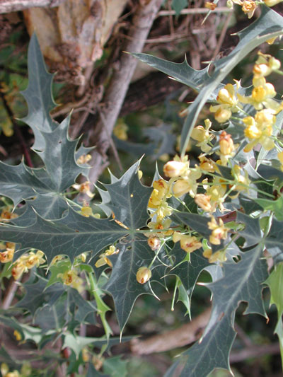 Berberis haematocarpa photo © by Michael Plagens