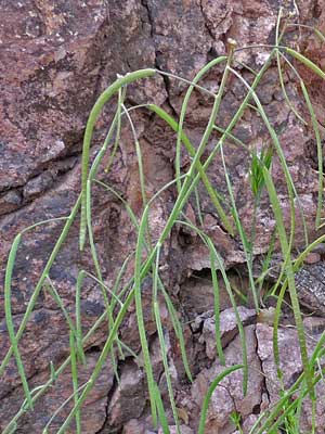 Perennial Rock Cress, Boechera perennans, photo © by Michael Plagens