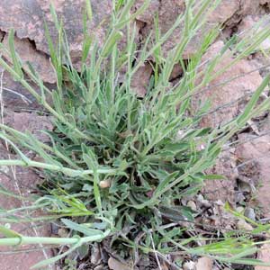 Perennial Rock Cress, Boechera perennans, photo © by Michael Plagens