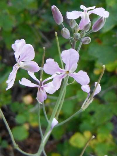 Perennial Rock Cress, Boechera perennans, photo © by Michael Plagens