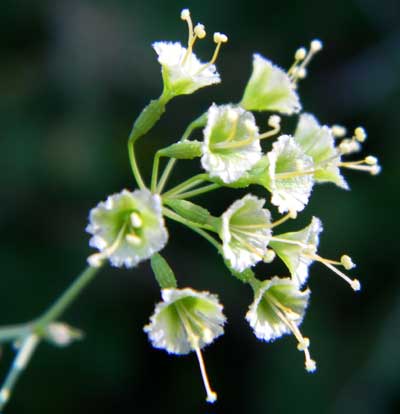 Climbing Wortclub, Boerhavia scandens, photo © by Michael Plagens