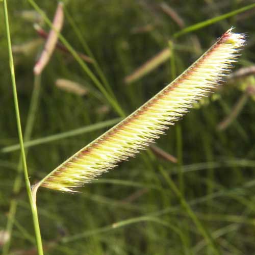 Blue Grama, Bouteloua gracilis, photo © by Mike Plagens