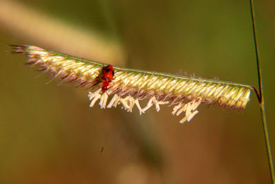 Bouteloua rothrockii spikelet with Attalus beetle © by Michael Plagens