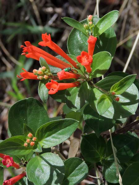 Firecracker Bush, Bouvardia ternifolia, photo © by Michael Plagens