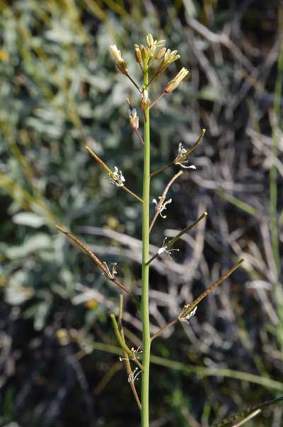 Brassica tournefortii inflorescence