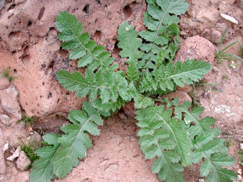 Brassica tournefortii photo by Michael Plagens