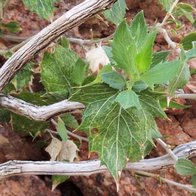 Detail of holly-like leaf Brickellia atractyloides photo © by Mike Plagens