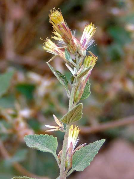 Brickellia californica photo © by Mike Plagens