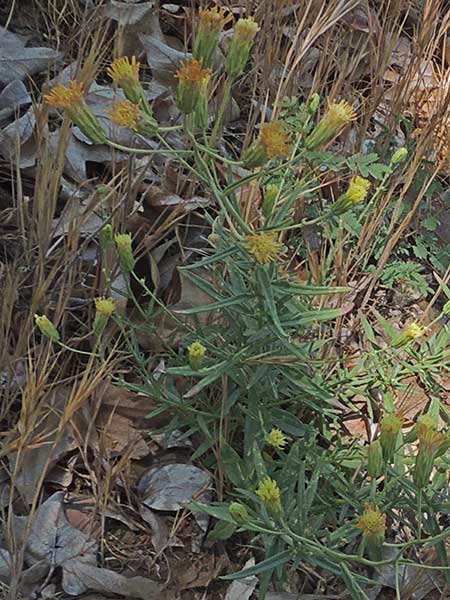 False Boneset Brickell Bush, Brickellia grandiflora, © by Michael Plagens