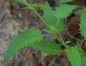 Big-flowered Brickell Bush, Brickellia grandiflora, leaf, © by Michael Plagens