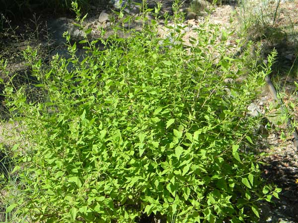 Big-flowered Brickell Bush, Brickellia grandiflora, © by Michael Plagens