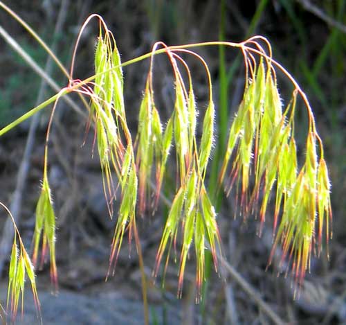 Great Brome Grass, Bromus diandrus, photo © by Michael Plagens