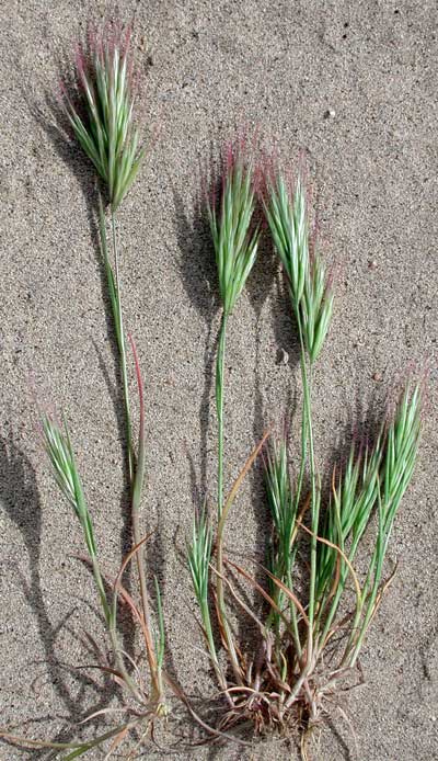 Bromus rubens photo © by Michael Plagens