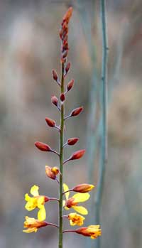 flower spike of Caesalpinia virgata