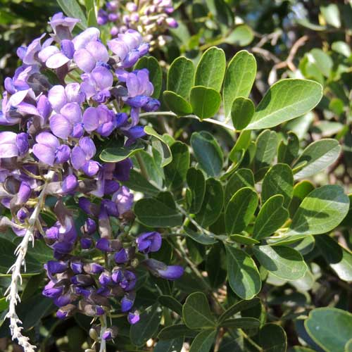 Texas Mountain Laurel, Calia secundiflora, photo © by Michael Plagens