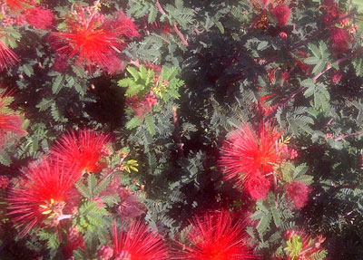 Photo of Calliandra californica by Michael Plagens