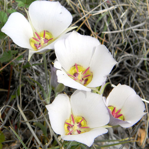 Doubting Mariposa Lily, Calochortus ambiguus, photo © by Michael Plagens