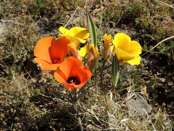 Doubting Mariposa Lily, Calochortus ambiguus, photo © by Michael Plagens