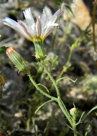 Tackstem, Calycoseris wrightii, photo © by Michael Plagens