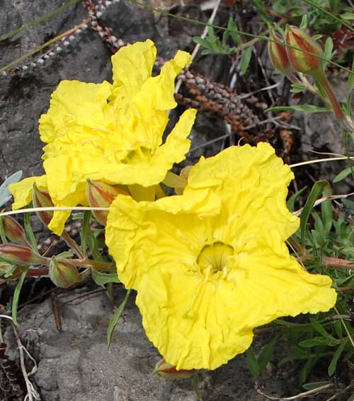 Hartweg's Sundrops, Calylophus hartwegii, photo © by Michael Plagens