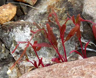 Long-capsule Suncup, Camissonia chamaenerioides, photo © Michael Plagens