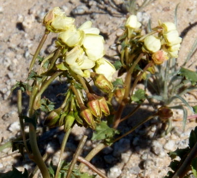 Camissonia claviformis, yellow flowers seen at Puerto Peñasco, Sonora, photo © by Michael Plagens