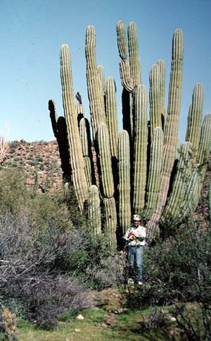 Pachycereus pringlei photo © by Michael Plagens