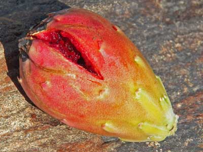 ripe fruit of saguaro, Carnegiea gigantea, photo © by Michael Plagens