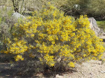 Cassia phyllodinea, photo © by Michael Plagens