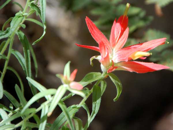 Foothills Paintbrush, Castilleja integra, © by Michael Plagens