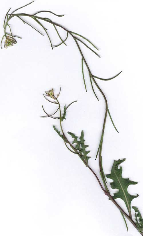 California Mustard, Guillenia lasiophylla, scan © by Michael Plagens