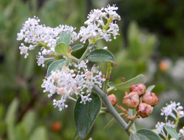 Buck-brush, Ceanothus fendleri,  photo © by Mike Plagens