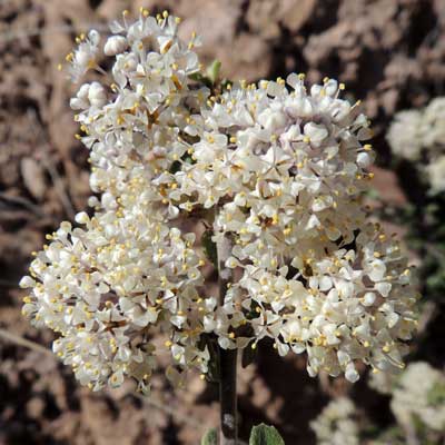 Inflorescence of Ceanothus greggii photo © by Michael Plagens