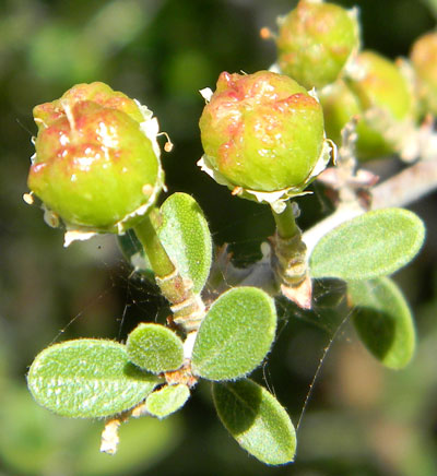 Leaves and developing fruit of Ceanothus greggii photo © by Michael Plagens