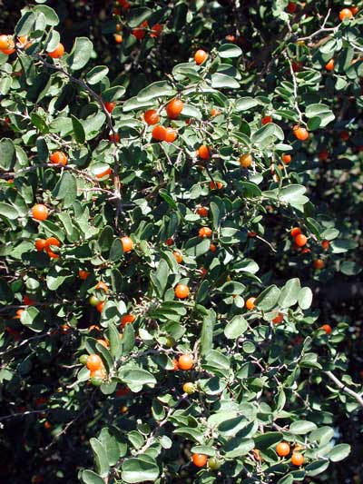 desert hackberry can produce an abundance of or orange berries
