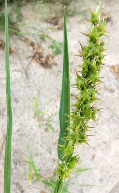 Sandspur Sandbur, Cenchrus spinifex, photo © by Michael Plagens