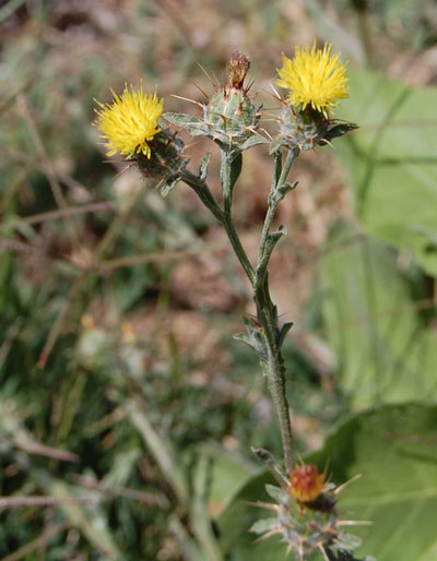 Centaurea melitensis photo © by Michael Plagens