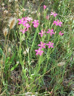 Zeltnera Centaurium calycosum image © by Michael Plagens