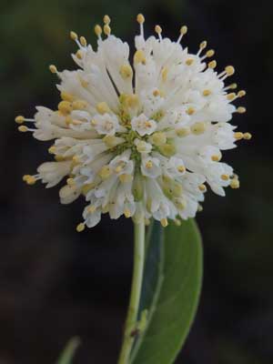 spherical inflorescence of Cephalanthus occidentalis photo by Mike Plagens