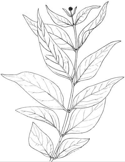 Cephalanthus occidentalis, Pen & Ink Illustration © by Michael Plagens