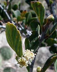 flowers of mountain mahogany