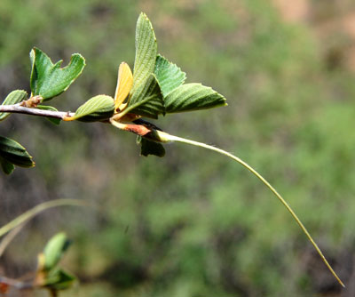 mature fruit of mountain mahogany