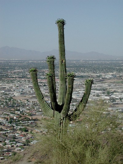 mature saguaro, Cereus gigantea, Photo © by Michael Plagens