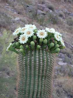 flower, Carnegiea gigantea, Photo © by Michael Plagens