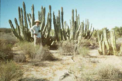 Pachycereus schottii photo © by Michael Plagens