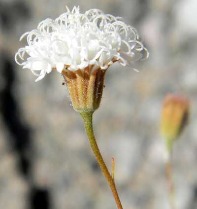 Chaenactis carphoclinia photo © by Michael Plagens