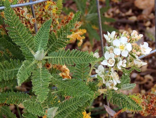 Fernbush, Chamaebatiaria millefolium, photo © by Mike Plagens