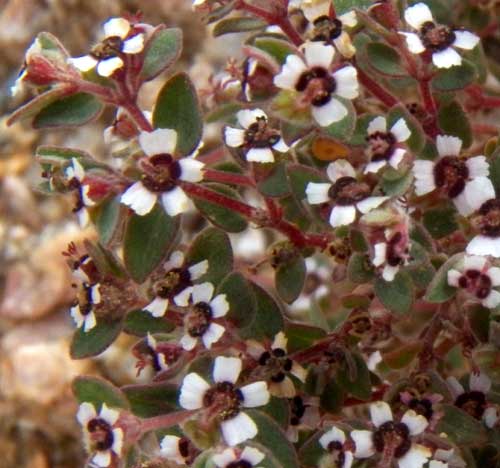 White-margin Sand-mat photo © by Michael Plagens