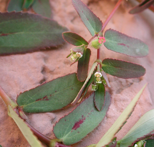 Euphorbia hyssopifolia photo by Michael Plagens
