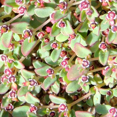 Small-seed Sandmat, Chamaesyce polycarpa, Photo by Michael Plagens